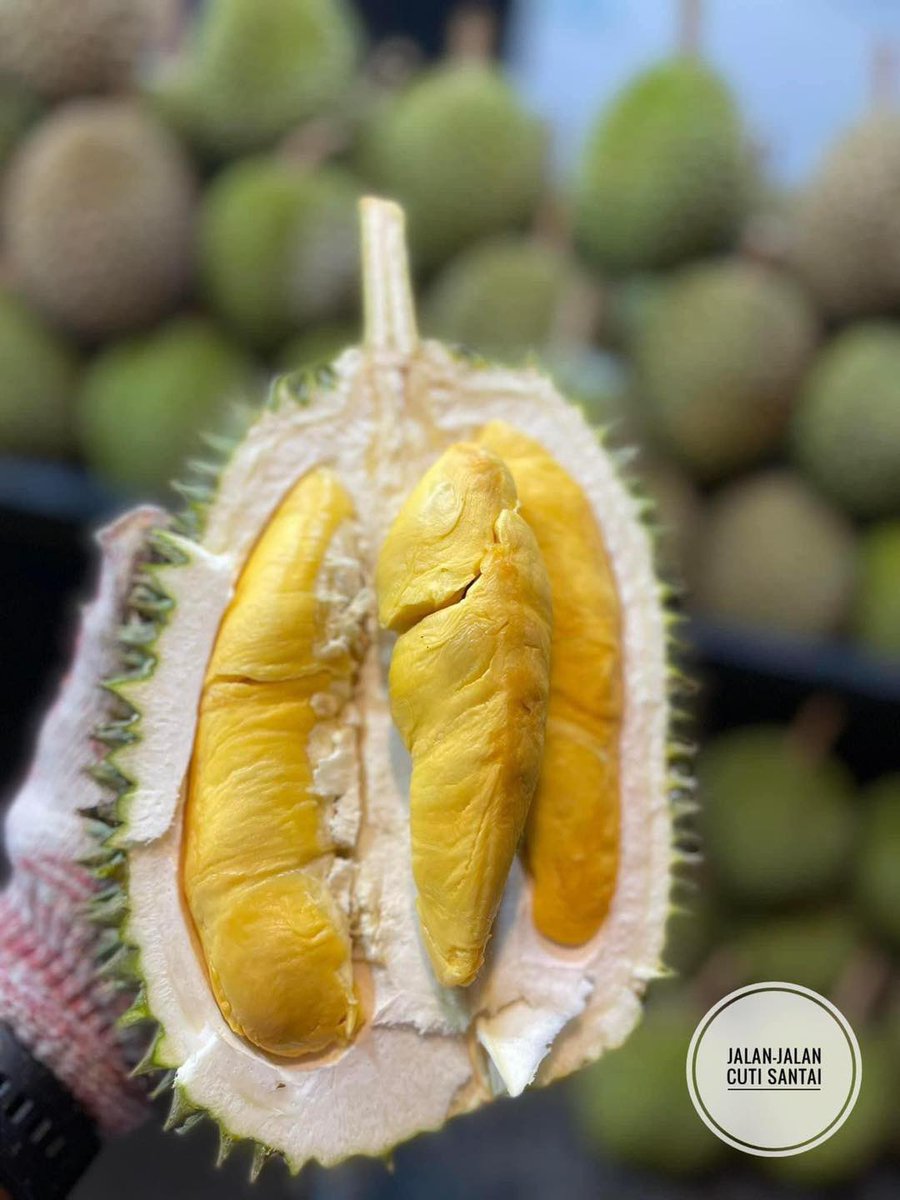 MalaysianFoods's tweet photo. Berita baik Penggemar Durian! ❤️

1 longgok rm 30.. Boleh isi penuh 1 Plastic besar. Buah durian isi cun cun wehh!  Yang Gred padu pun ada juga ikut biji bukan harga timbanggg tau..

Makan kenyang satu KELUARGa 

Lokasi 📍 Kedai buah halim fruits jalan iskandar bukit kapar, klang https://t.co/1BGJc0smQs