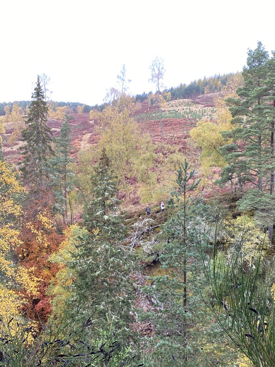 JillCruickL2S's tweet photo. Last day of October and a wonderful weekend in Killiecrankie to finish off a month of intentional self care 😀
#wholefoods
#soberoctoberuk
#trustingself
#beingself
#10daydetox
#recharging
#selfcarerocks https://t.co/JppMcUG7Gh