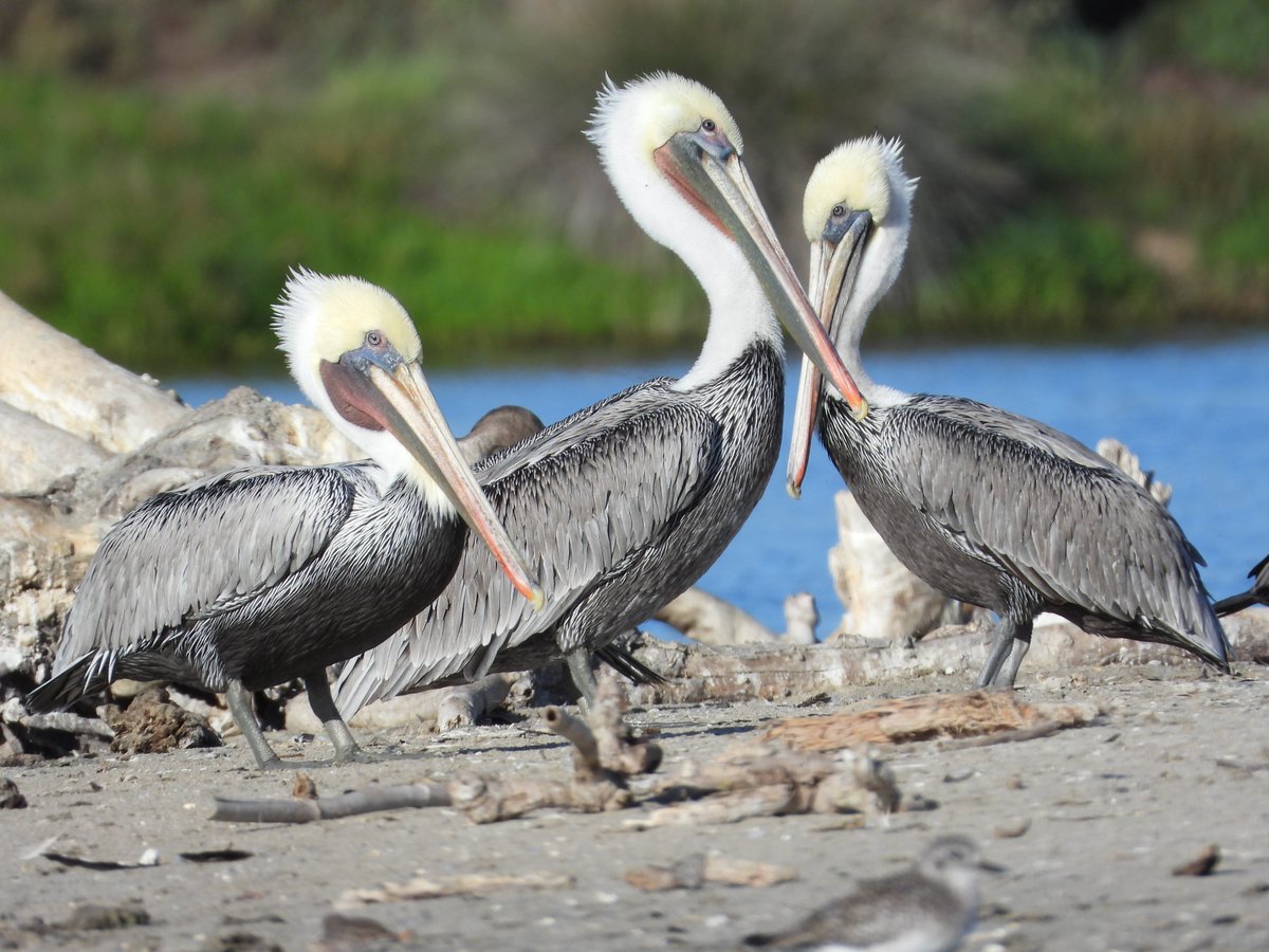 ⚠️Joint project call⚠️Interested in escape distances of  🐧🦆🦅🦉🦃🦤🦚🦜🦢🦩?  We are currently working on 🌎🌍🌏 database for this trait. Share your primary data with us and join our international team!

Retweets much appreciated.

Details👇: researchgate.net/project/Avian-…