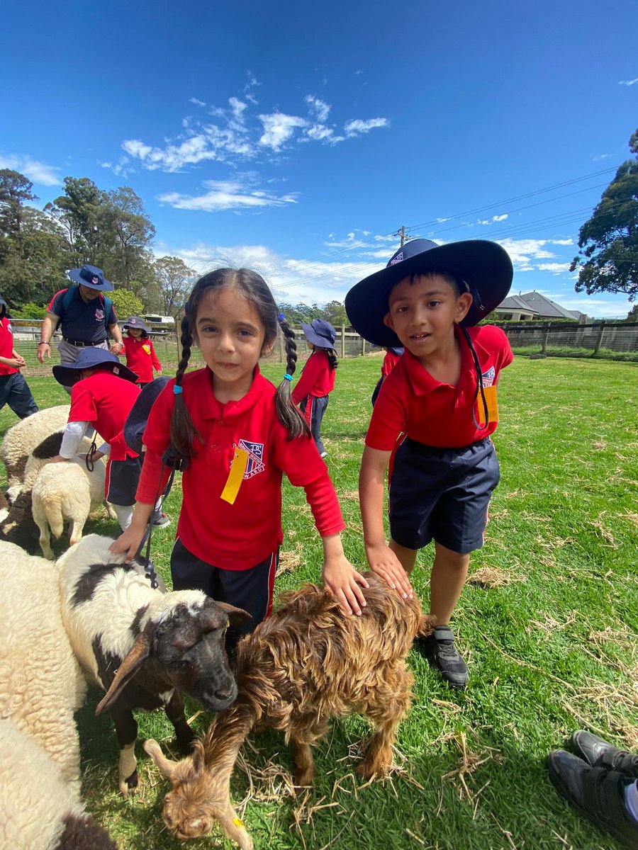 1/3 Today Kindergarten went to Golden Ridge Farm 🐔🐑🐖🐓🐐 When we got to the farm, we had many fun experiences with the friendly farmers. We got to hand feed goats and alpacas 🦙We also got to pat some goats 🐐