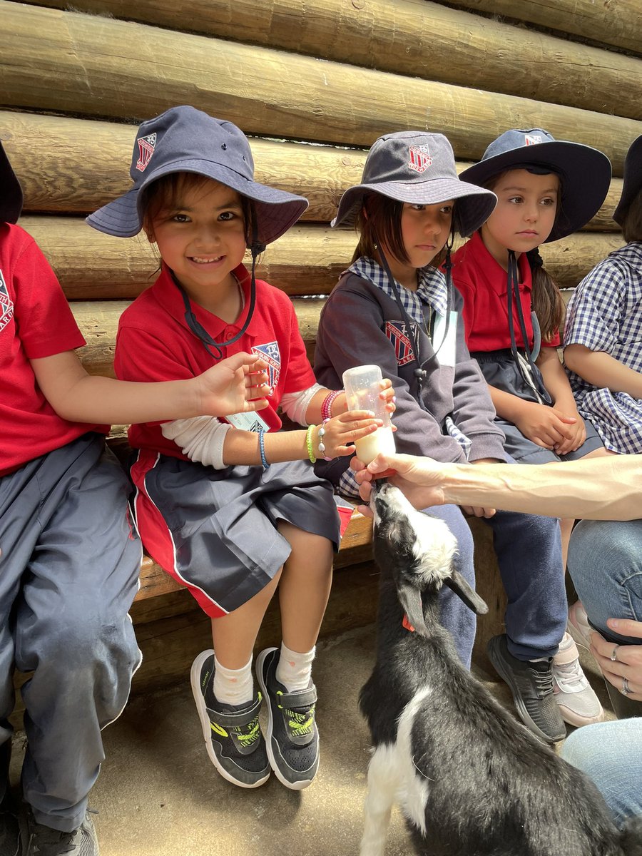 2/3 At Golden Ridge Farm, we had lots of fun milking Betty the cow 🐄 and bottle feeding the baby goats 🐐