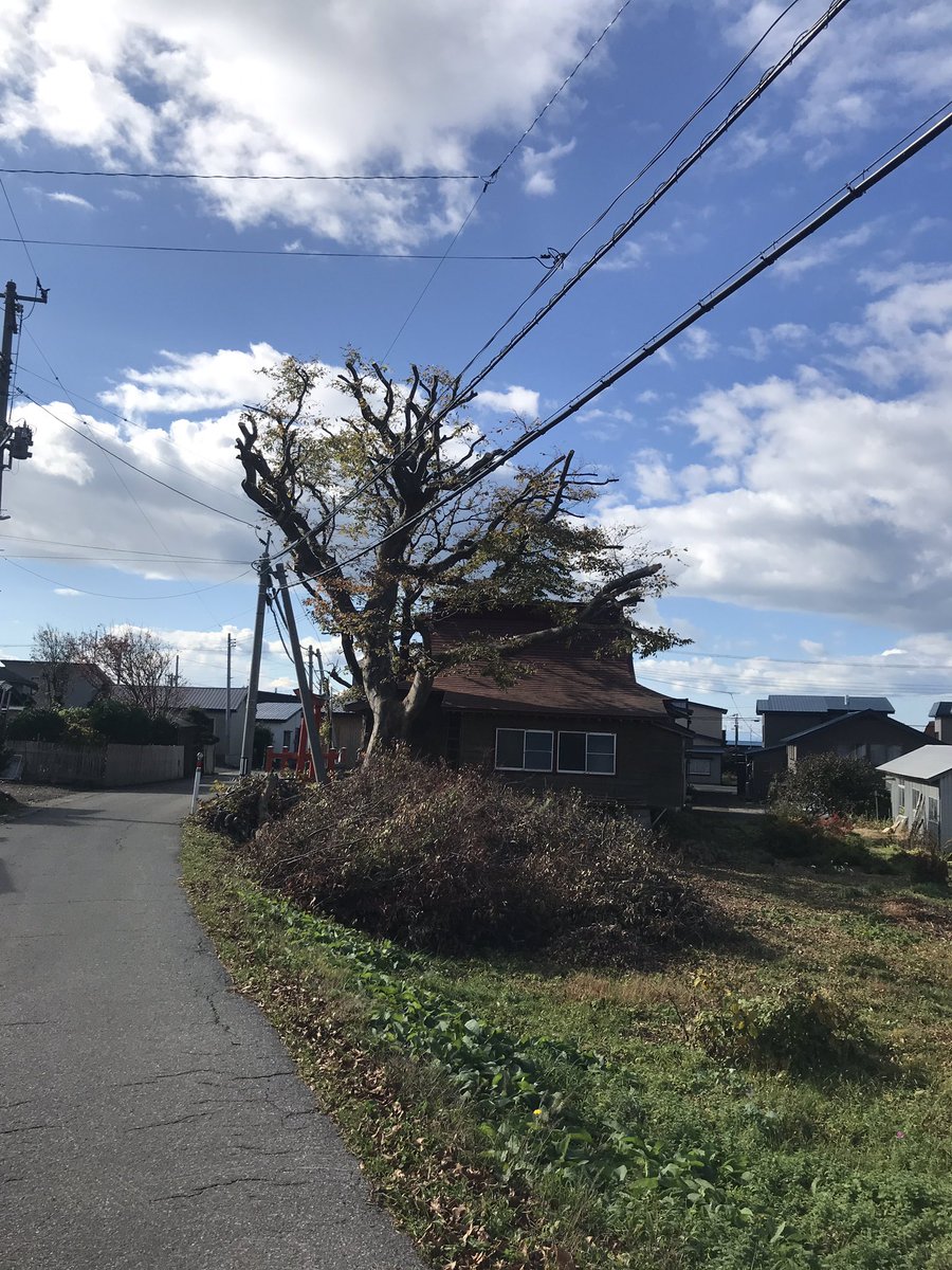 新丁笹山稲荷神社のけやきの木が、大きくなり過ぎて、腐ったりし危険なため、剪定作業を業者に依頼して無事完了😊
#横浜町
