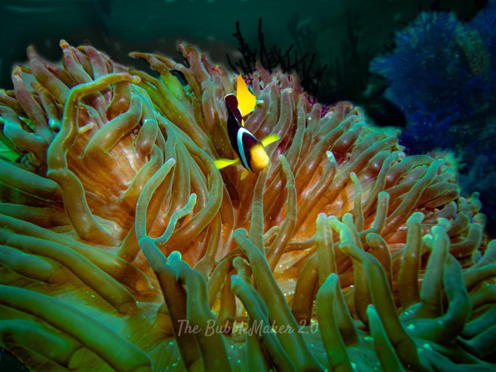 Clownfish or anemonefish are fishes from the subfamily Amphiprioninae in the family Pomacentridae. Welcome to clown fish show 🤡 #scubadiving #diving #scuba #underwater #underwaterphotography #padi #dive #scubadiver #uwphotography #underwaterworld #divinglife #freediving