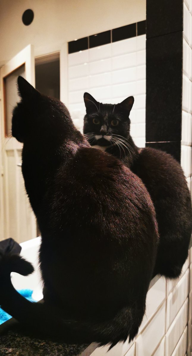 GrootRocket2's tweet photo. Female Human Staff, we don't care about clocks going backwards or forwards. You are late with our breakfast and you have the nerve to 'wash' yourself first. We're here to remind you that this is unacceptable! #BreakfastIsLate https://t.co/5aSmHemhPb
