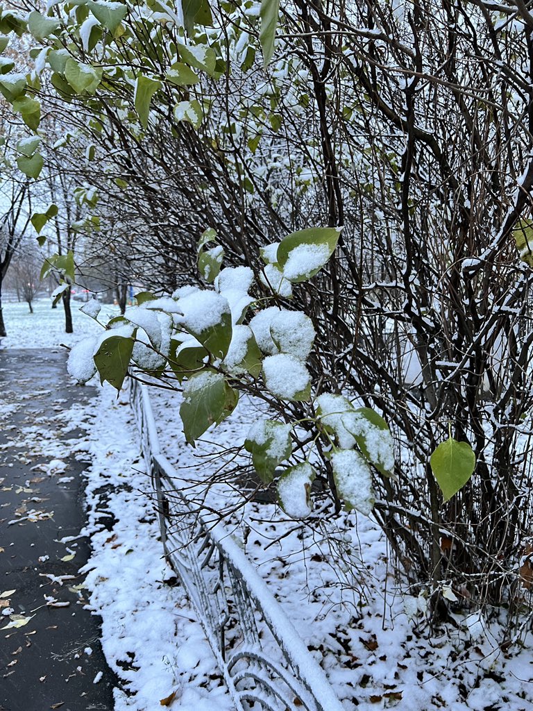 GM, fam.
We had first snowfall ❄️