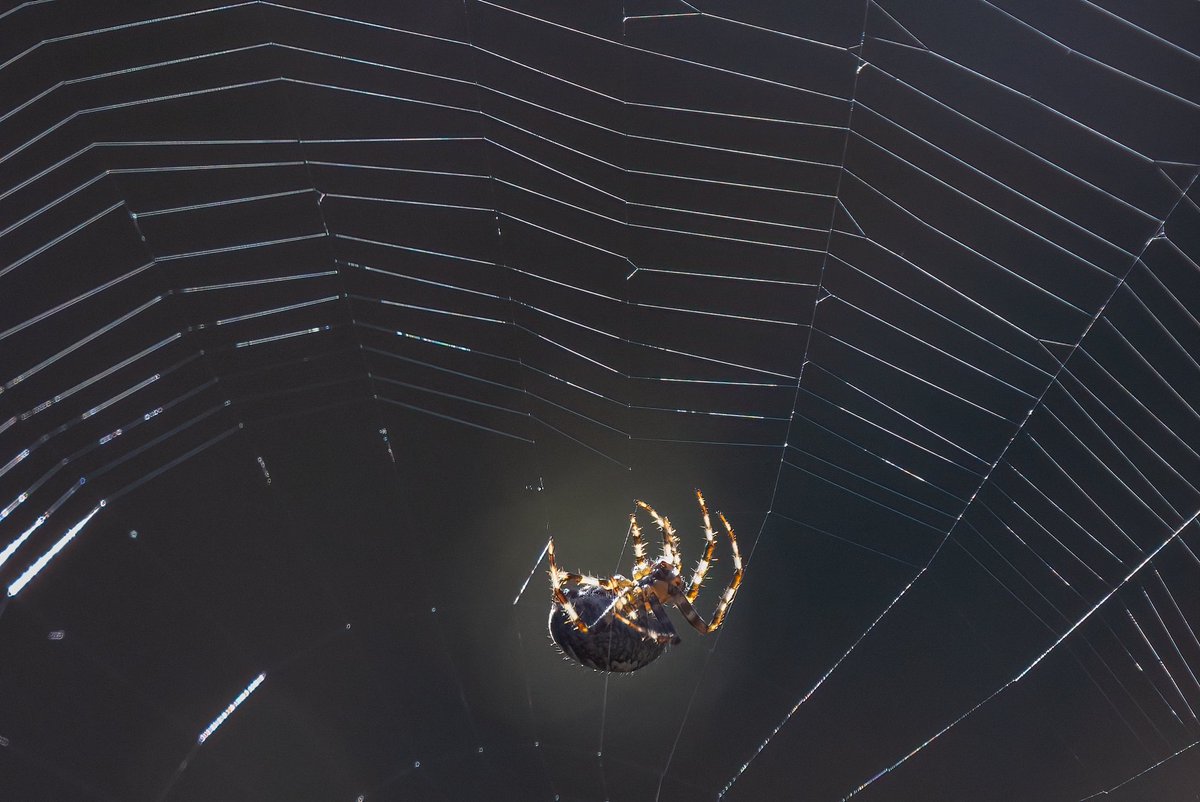 All Hallows Eve..a time to celebrate spiders even more than we do already.. we love a spider.. and this one is sometimes known as a pumpkin spider.. do you know its more common name?⬇️ fab 📷David Naylor