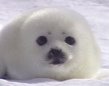 altogetherbran1's tweet photo. Skink the slow Seal. features in Wise and Wonderful.
Usually, it was considered good to be fast. Not always.
Skink was slow. Thank goodness, he was told by his mother upon her return from fishing
https://t.co/1yujsmZjqs 
https://t.co/yY2TN2Ng2m #altogetherbrand #wiseandwonderful https://t.co/d82muxCrRY