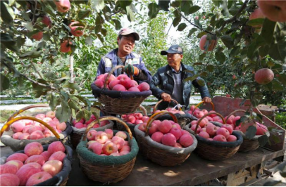 Huanqiu_com's tweet photo. Apples in Aksu, Xinjiang enter harvest season.#RealChina https://t.co/Uh90AnTSe8