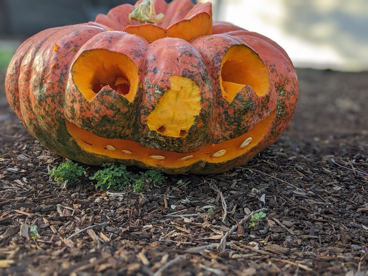 MVerbs_UCD's tweet photo. @andyojones Here are my much less terrifying pumpkins from this year 🎃 https://t.co/w5b1hpGJVj