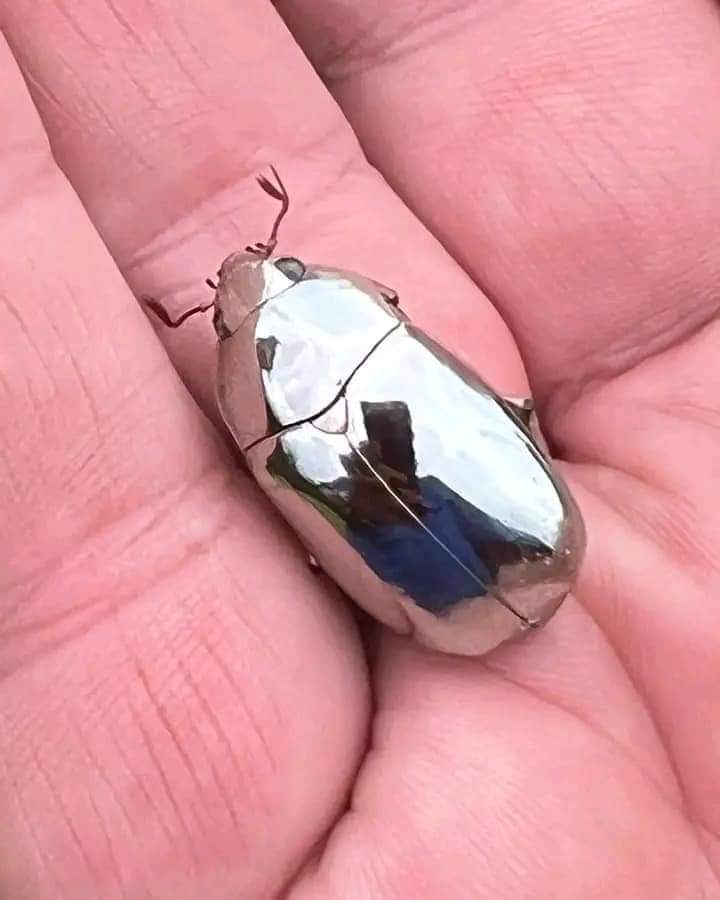 Qamuslim's tweet photo. This is a rare Mirror-Like Scarab Beetle Found In Costa Rica by a Man While going for a walk

Subhan Allah. How perfect is the creation of Allah.
#NoDesign @freemonotheist https://t.co/oHxgEoFcIv