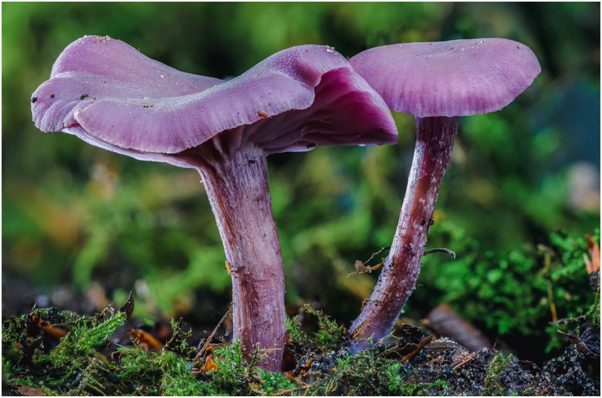 Darren Sugden tweet media