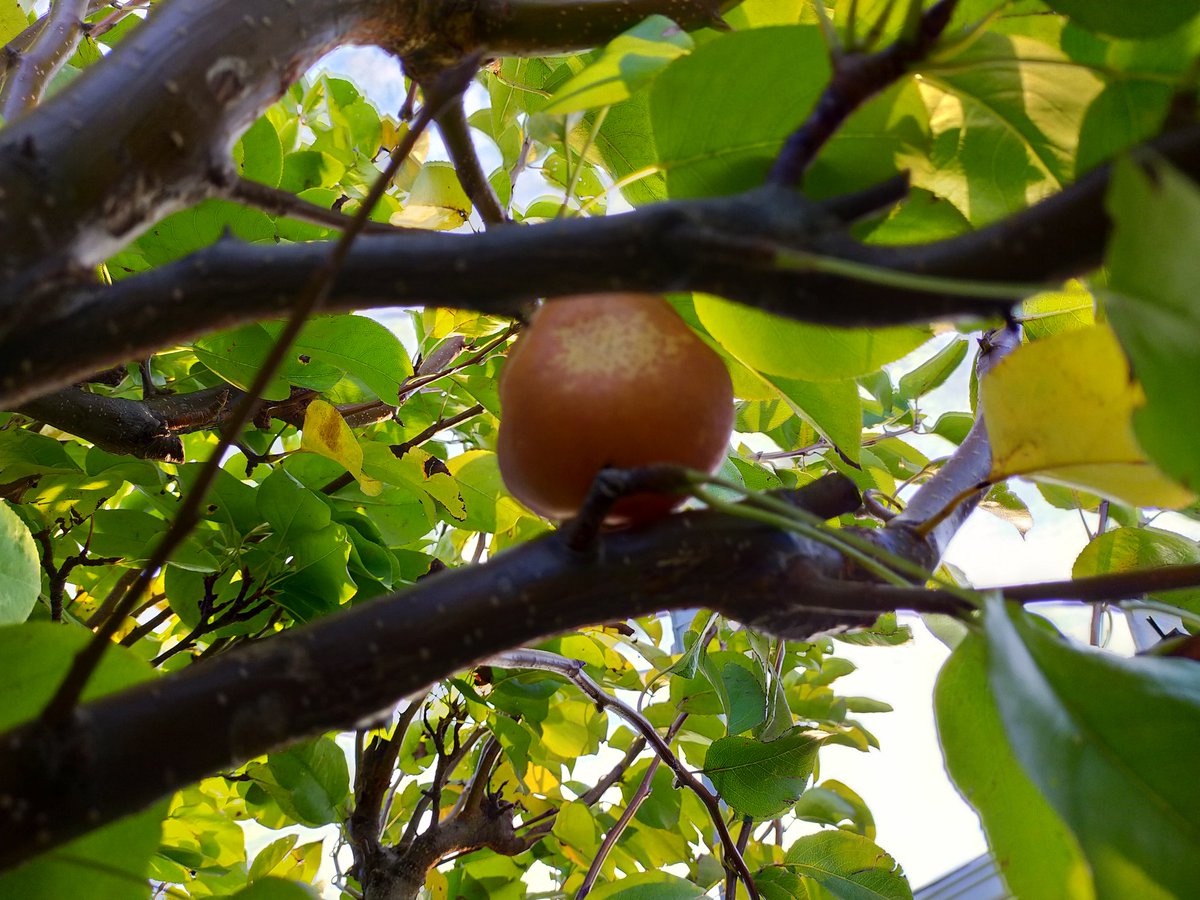 #散歩中の風景

・公園に梨の木があるらしい。
・ムベ（うべ）の実。
・果物かと思ったら銀木犀でした。
・通学中にすれ違うとひっつき虫を投げ合って遊ぶ小学生の女の子たち。 https://t.co/xyZxXQDVQL