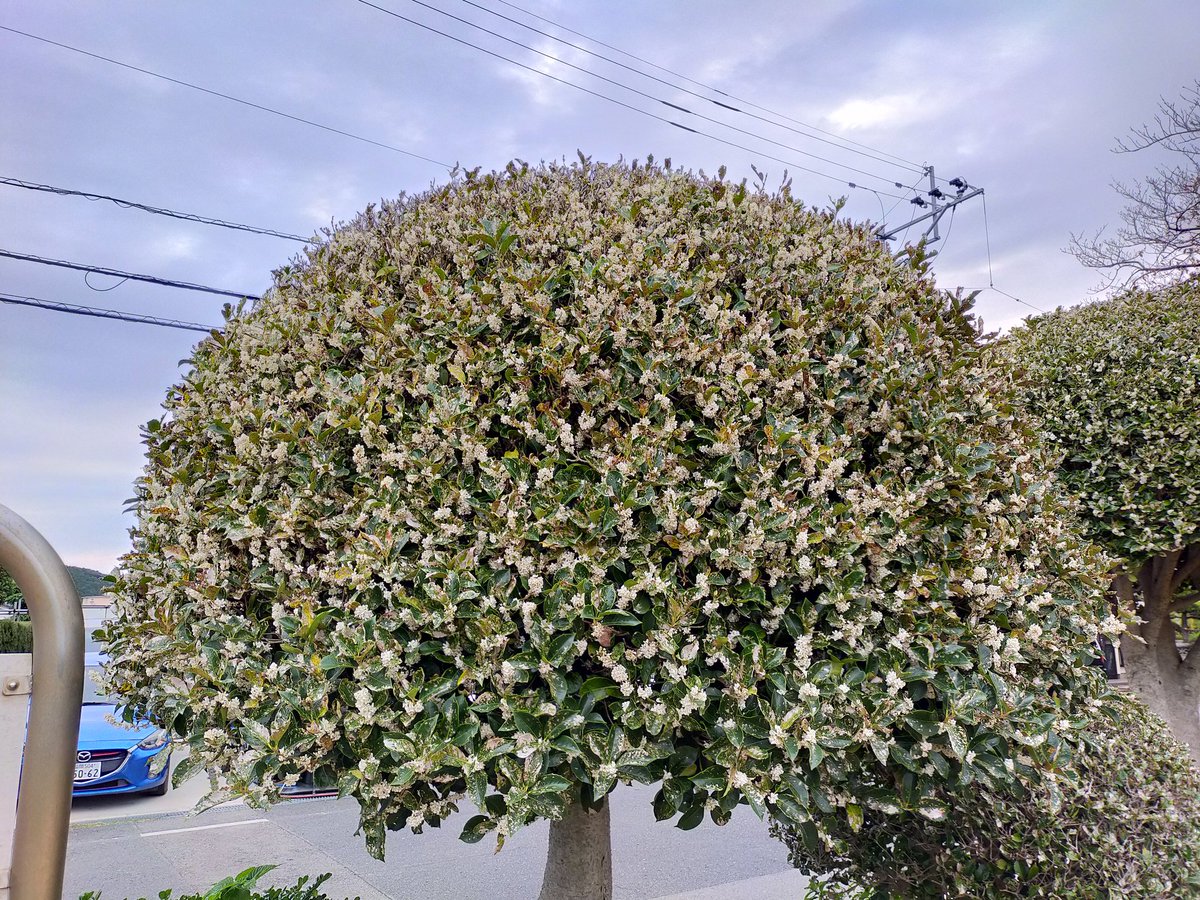 #散歩中の風景

・公園に梨の木があるらしい。
・ムベ（うべ）の実。
・果物かと思ったら銀木犀でした。
・通学中にすれ違うとひっつき虫を投げ合って遊ぶ小学生の女の子たち。 https://t.co/xyZxXQDVQL