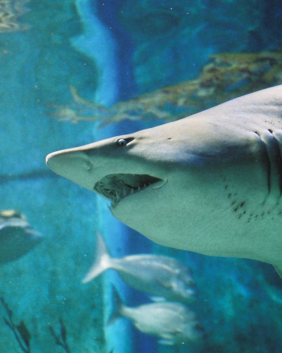 "The shark dive was just fantastic. The briefing pre dive was very informative and eased any tension. The dive, well, was just epic and I will take my partner to Sea Life to experience a great adventure." ⭐️⭐️⭐️⭐️⭐️ - John

Come face to face with a shark: bit.ly/3UdXUfE