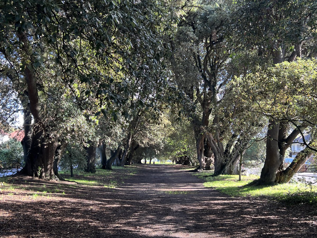 So Christian showed me The Ilex Avenue … With over 400 Holm oaks dating back to 1840, this is considered by many to be one of the finest of its kind in the world @LanesTree #GreatTrees of Britain #GTOB @TiCLme @keeper_of_books @ArbAssociation @arborsmarty @johntree1981