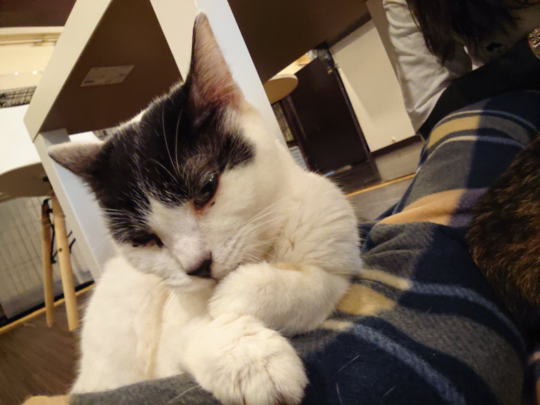 Daichan neconoko On Twitter https t co I4x99vChUn Twitter daichan-neconoko-on-twitter-https-t-co-i4x99vchun-twitter