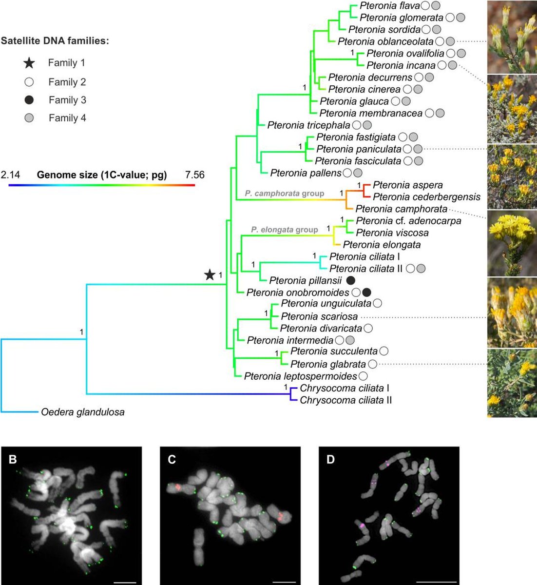 Phylogenetic relationships and repeatome analysis in the South African genus Pteronia: frontiersin.org/articles/10.33… @IBOTCZ @CEITEC_Brno @sci_muni