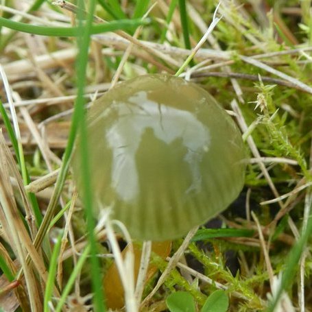 ViciousCheese's tweet photo. Scarlet Waxcap (Hygrocybe coccinea) and Parrot Waxcap (Gliophorus psittacinus) at #Rowallane at the weekend @NationalTrustNI #fungi #mushroommonday https://t.co/FRIDiQBvrY