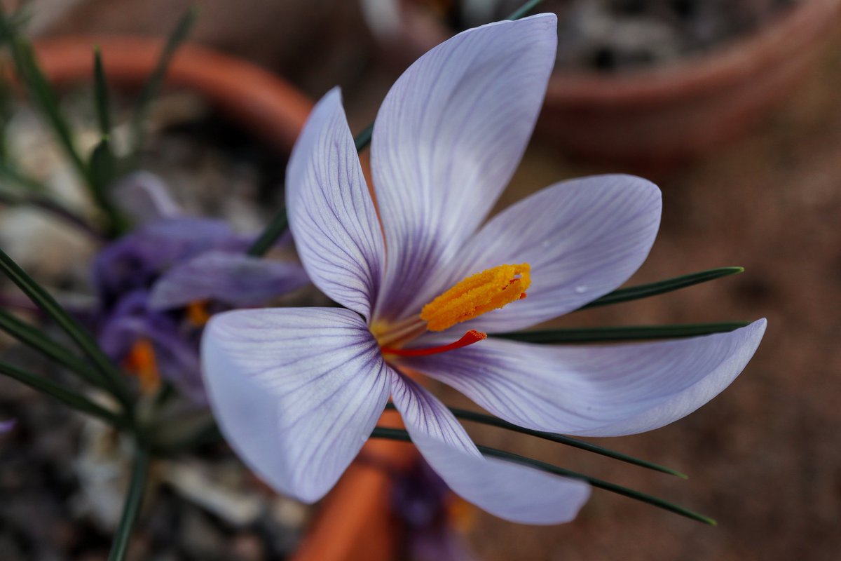Crocus cartwrightianus 'Halloween' in the glasshouse <a href="/StABotanics/">St Andrews Botanic Garden</a> #StAndrews #BotanicGarden #Fife #Scot