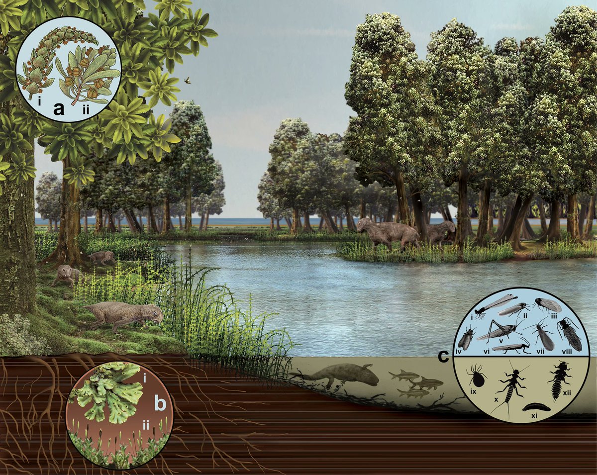 CGoisMarques's tweet photo. Prevec &amp; al. 2022 | South African #Lagerstätte reveals middle #Permian Gondwanan lakeshore #ecosystem in exquisite detail | Communications Biology 5 (1): https://t.co/pFVt0S63yw

#SouthAfrica #palaeobotany #palaeoentomology #palaeontology #paleontology https://t.co/ZJmFfQozw1