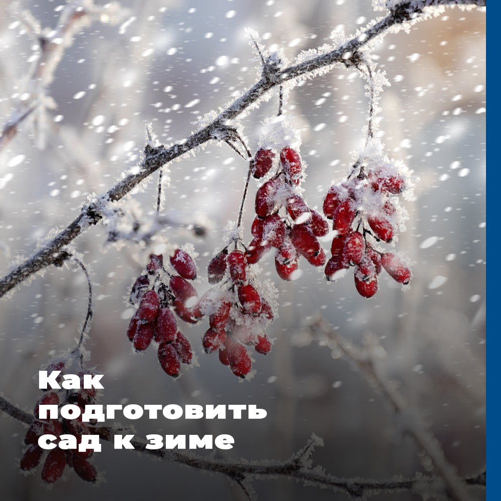 Успешная зимовка — главное условие урожайности плодового сада на следующий сезон. После всех обработок почвы и щедрого удобрения стоит утеплить корни, чтобы они не промерзали.

Но как же сохранить ровный температурный режим? Правильный подбор мульчи… t2p.pw/iR3wqkS3DC