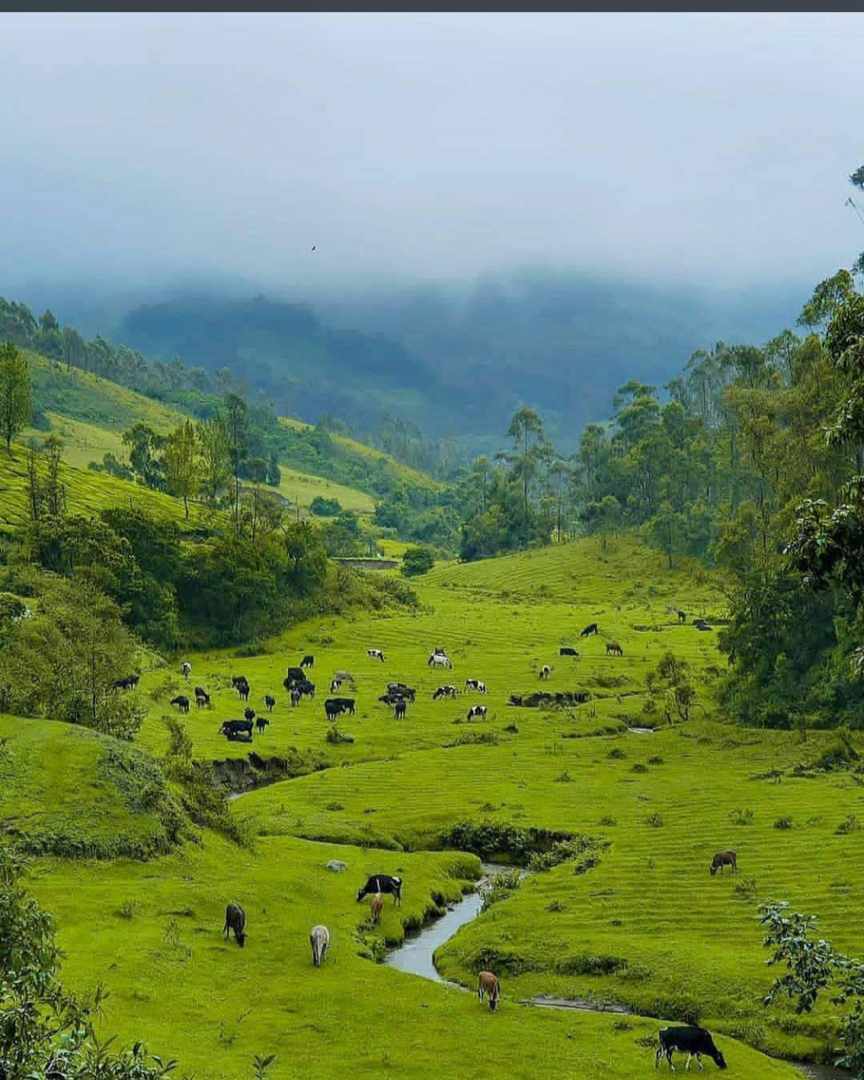Kamologon tropical rainforest near embobut forest in tapach ward 024 good for farming