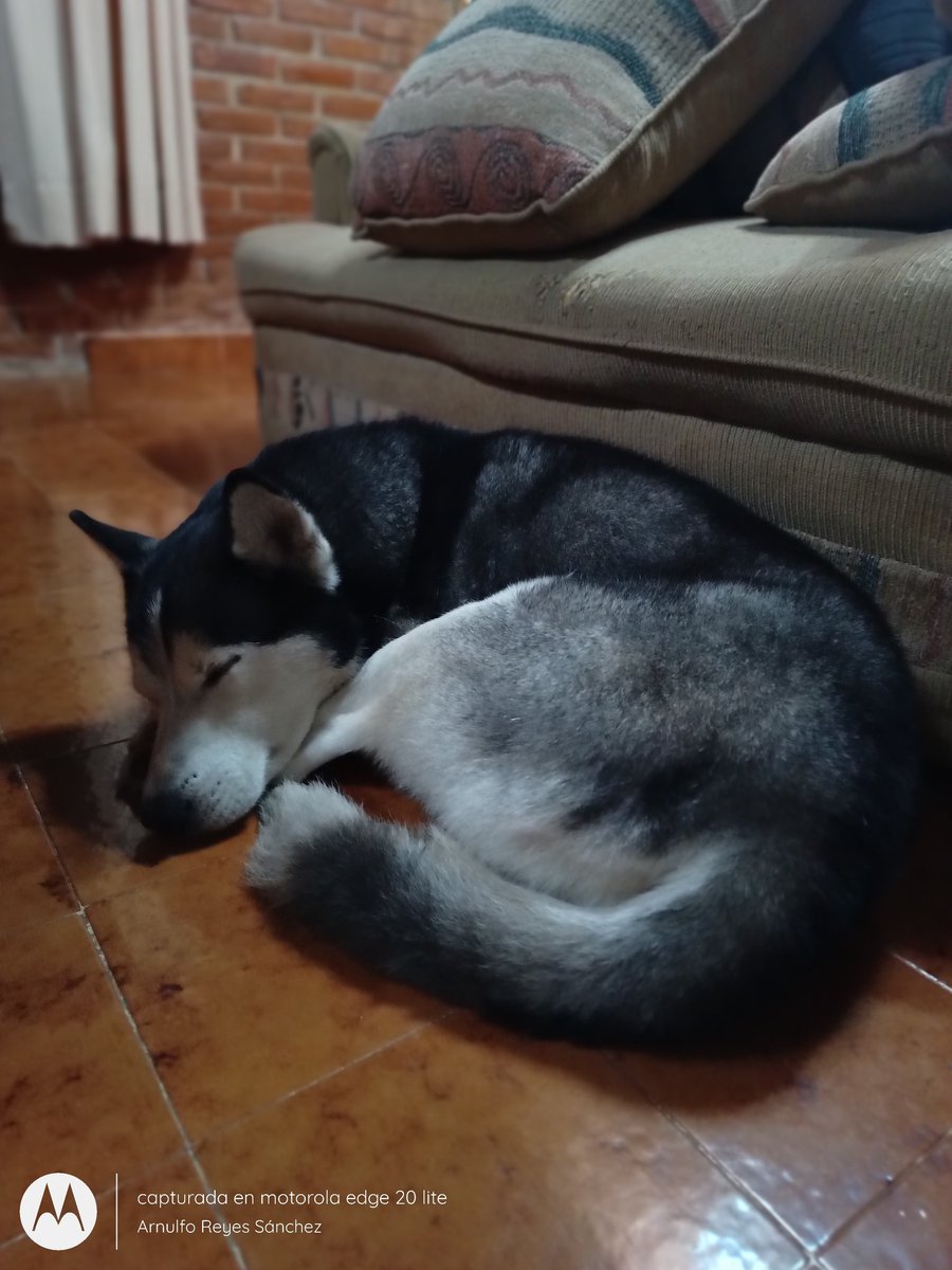 arnulforeyes77's tweet photo. Es #cumpleaños de #Bruce 🥳🥳🥳
.
.
#Cumpleaños #felizcumpleaños #cumpleañosperruno #cumpleañosperrunos #fiestaperruna #estassonlasmañanitas #feliz #tranquilo #apapachado #consentido #Batman 🦇 #batmanfan #brucewayne #miperro #miperroyyo https://t.co/ED9bP9Qy0s