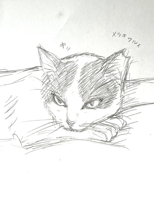 猫 