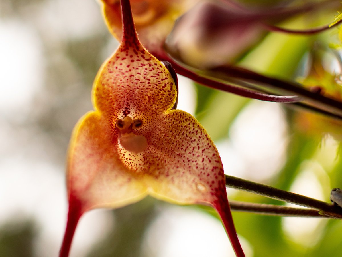 BotanicSydney's tweet photo. HAPPY HALLOWEEN!🎃 From the creepy #DraculaOrchid (Dracula chimaera) and ominous #BatFlower (Tacca chantrieri) in the tropical glasshouses, to the #DeathOrchid in The Calyx... You will definitely find a scary surprise in the Garden! 👀👻 https://t.co/lmaWZj4ljY
