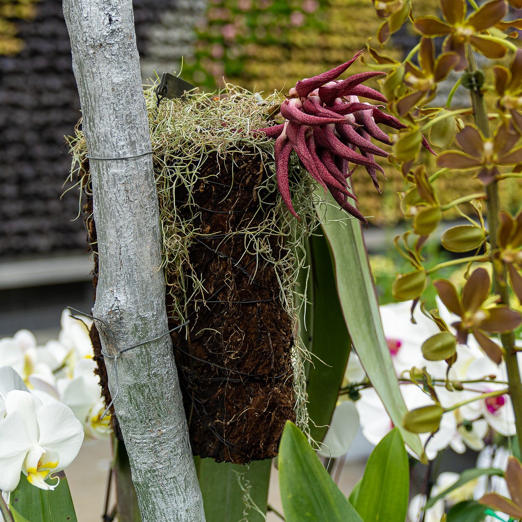 BotanicSydney's tweet photo. HAPPY HALLOWEEN!🎃 From the creepy #DraculaOrchid (Dracula chimaera) and ominous #BatFlower (Tacca chantrieri) in the tropical glasshouses, to the #DeathOrchid in The Calyx... You will definitely find a scary surprise in the Garden! 👀👻 https://t.co/lmaWZj4ljY
