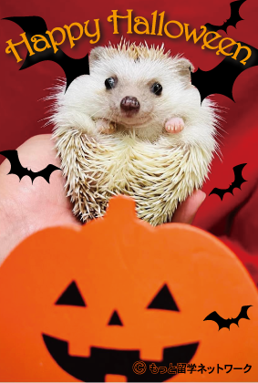 Mott_Education's tweet photo. Happy Halloween! ハロウィンをいかがお過ごしですか？#もっと留学ネットワーク は、12月に開催されるエージェント対象の #留学フェア に招待いただきました。世界中から一流の学校が東京に集合、スタッフが旬な生の情報を順次お届けします。#留学情報 #留学手配料無料 #語学留学 #高校留学 #大学留学 https://t.co/bH4oYDKAuT