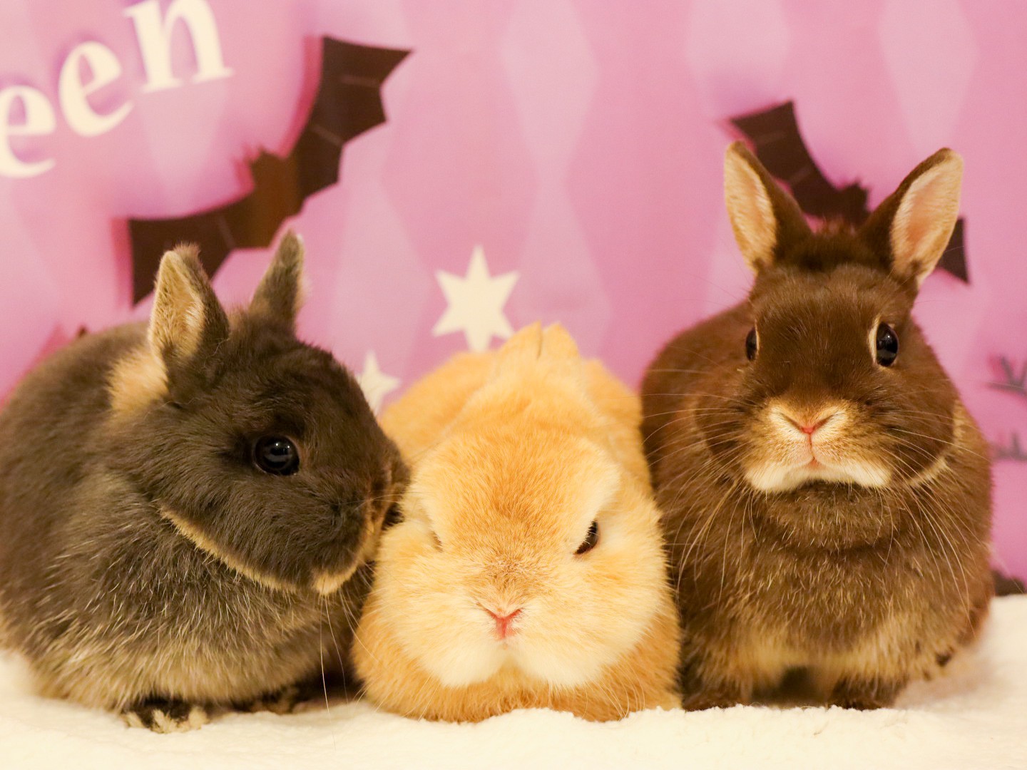 うさぎショップ Loverabbit Loverabbit1118 Twitter