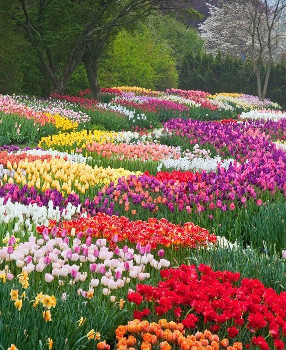 a sea of flowers.