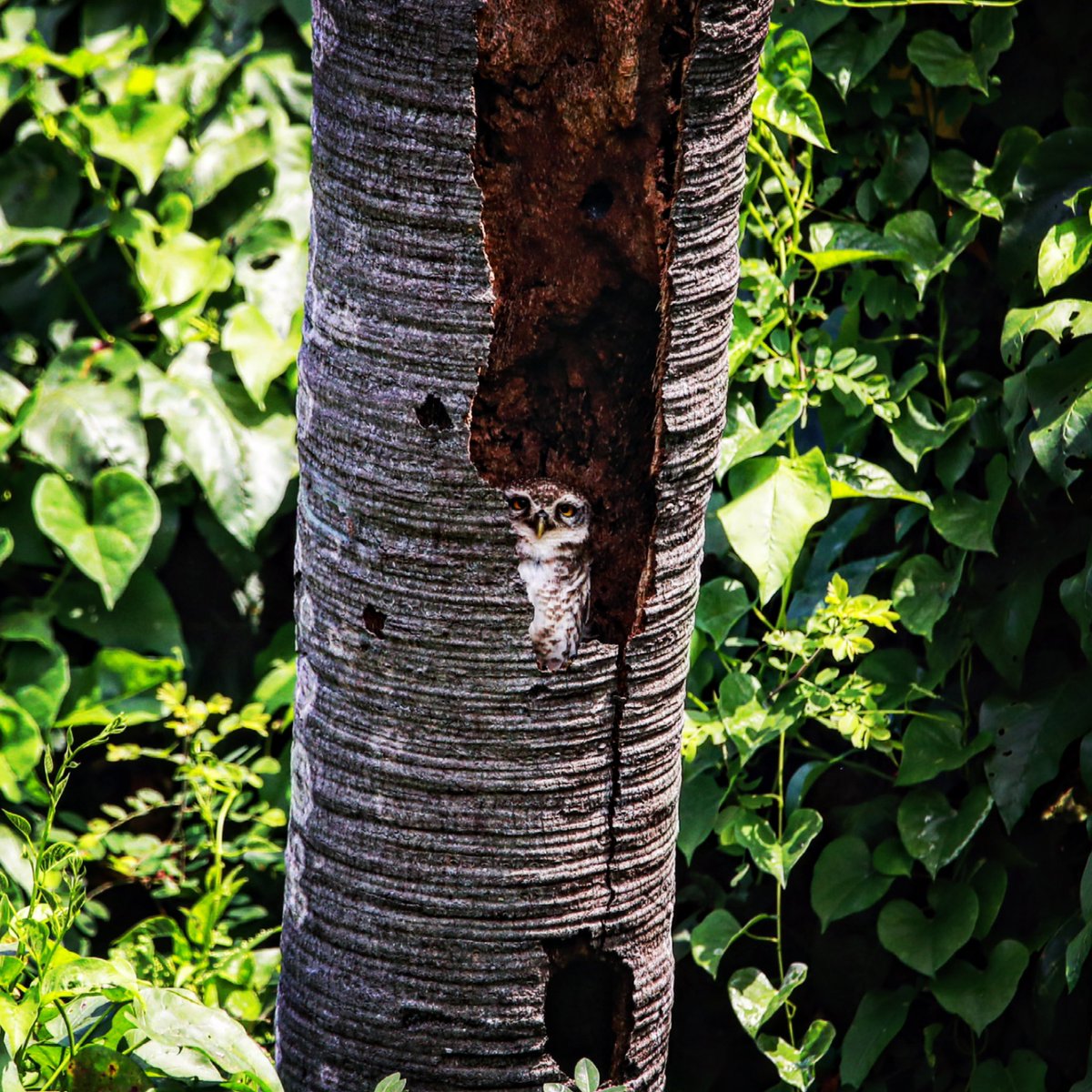 A hide out! Hide, Spotted owl promptly viewed us from his new hide. #owl #owlets #birdsofchennai #birdsofindia #birdwatching #birding