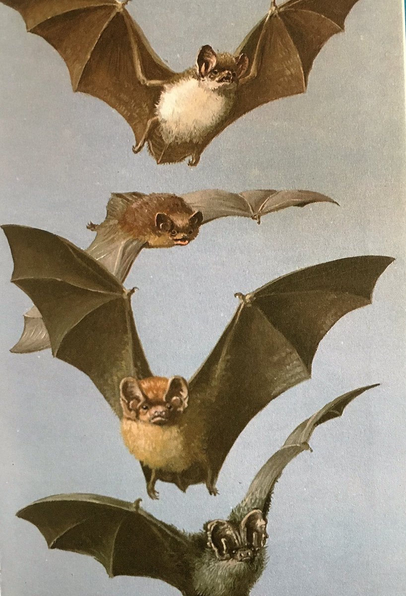 The day to show some love to these beautiful, auspicious bats #Halloween #JohnLeighPemberton