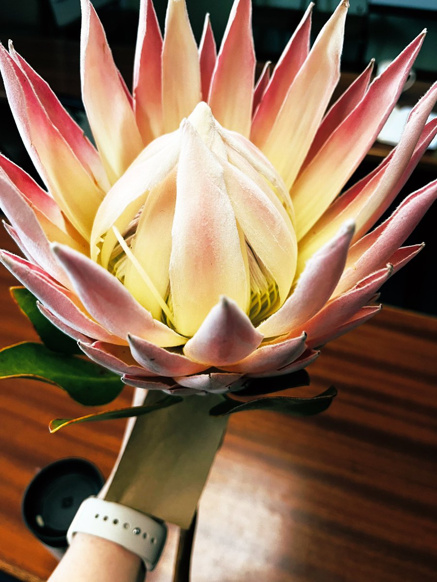 Shivan Bezuidenhout tweet media