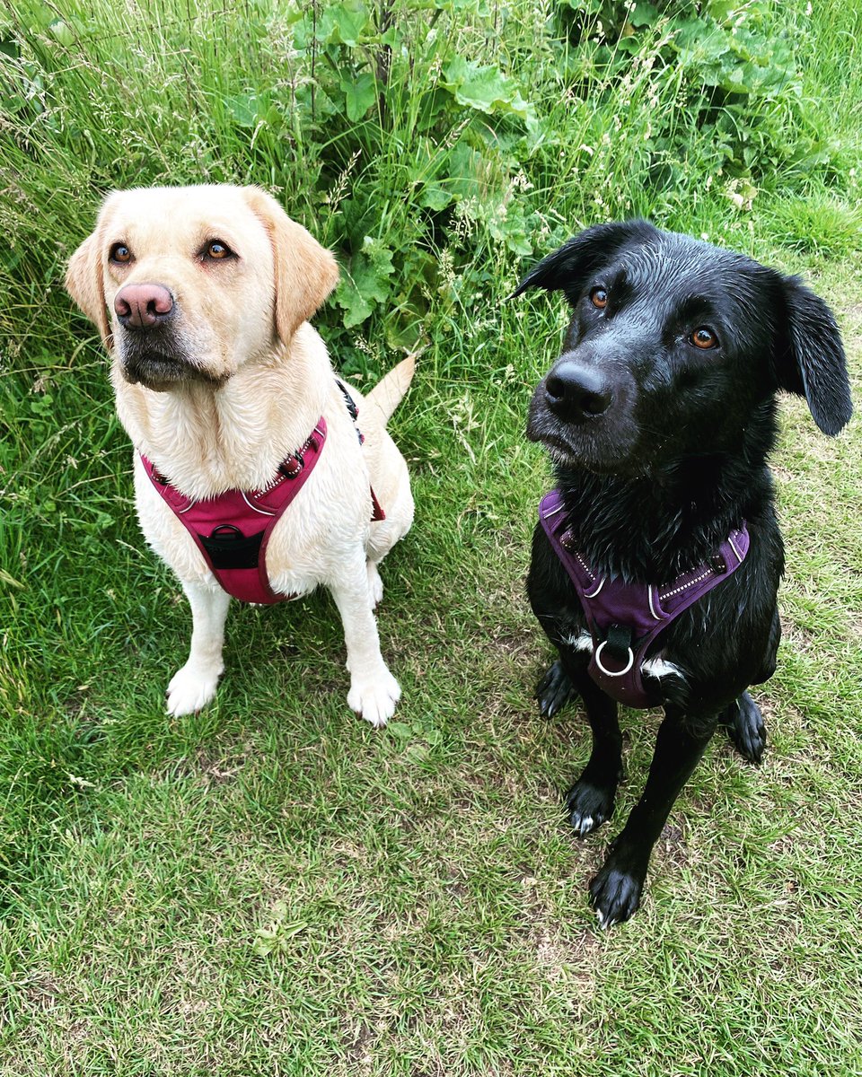 Two dogs LOST!

My dogs have got out on Grantham Road, Sleaford woke up to the front door wide open. 

If anyone sees them, or can help look for them. Please let me know - both are really friendly and I just want them home 😭😭😭