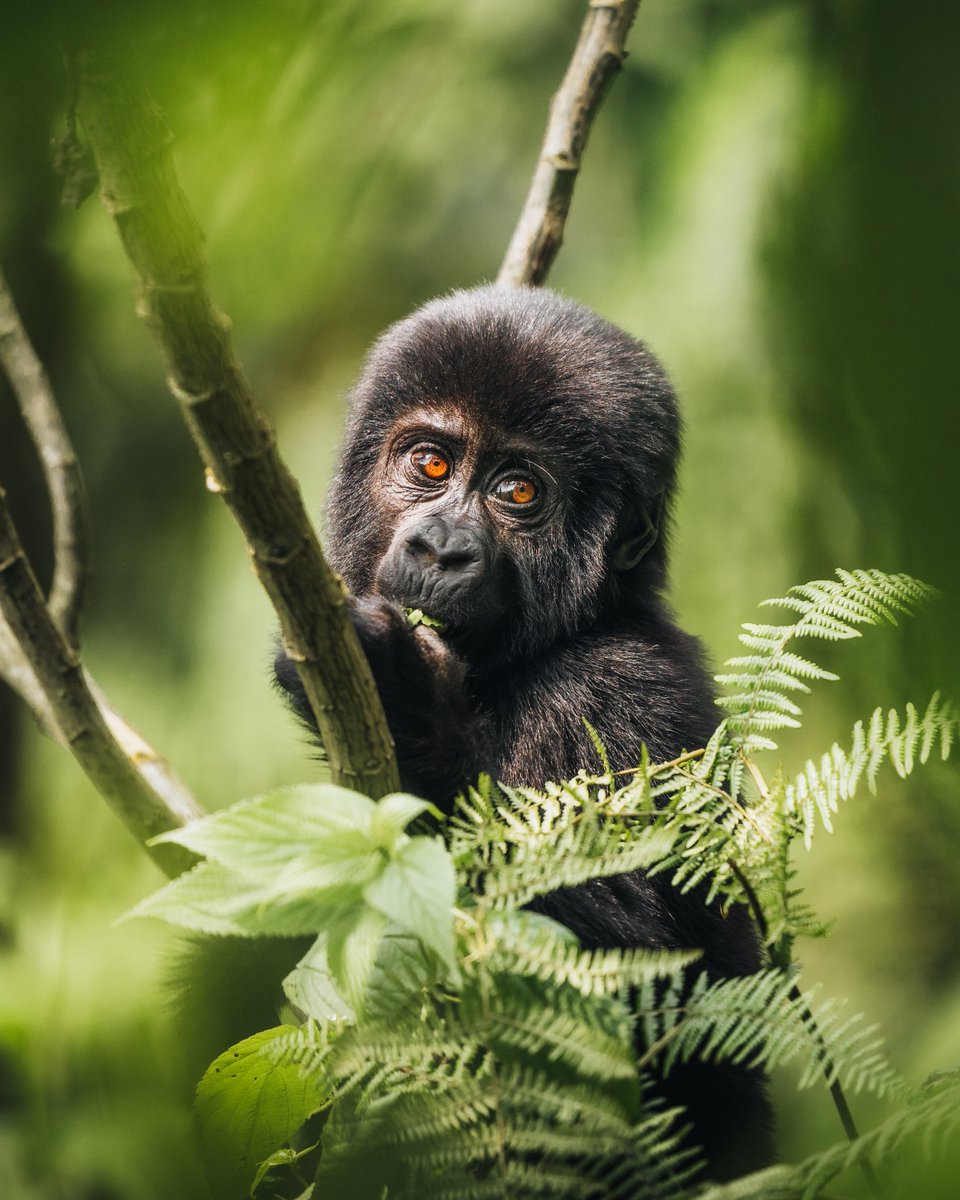 Sjoerd Bracké (@sjoerdbracke) on Twitter photo Visited Uganda for a project where I visited a wild Gorilla family. A truly special experience!🌿 Together w/ <a href="/CunodeBruin/">Cuno de Bruin</a> Visited Uganda for a project where I visited a wild Gorilla family. A truly special experience!🌿 Together w/ <a href="/CunodeBruin/">Cuno de Bruin</a>
