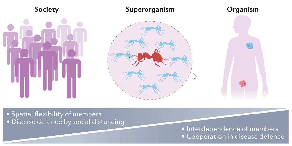 NEW Comment: 'Principles of disease defence in organisms, superorganisms and societies' by Sylvia Cremer & Michael Sixt @Sixt_Lab @ISTAustria discusses how study of social insects can determine common defence principles across levels of organization rdcu.be/cYCL5