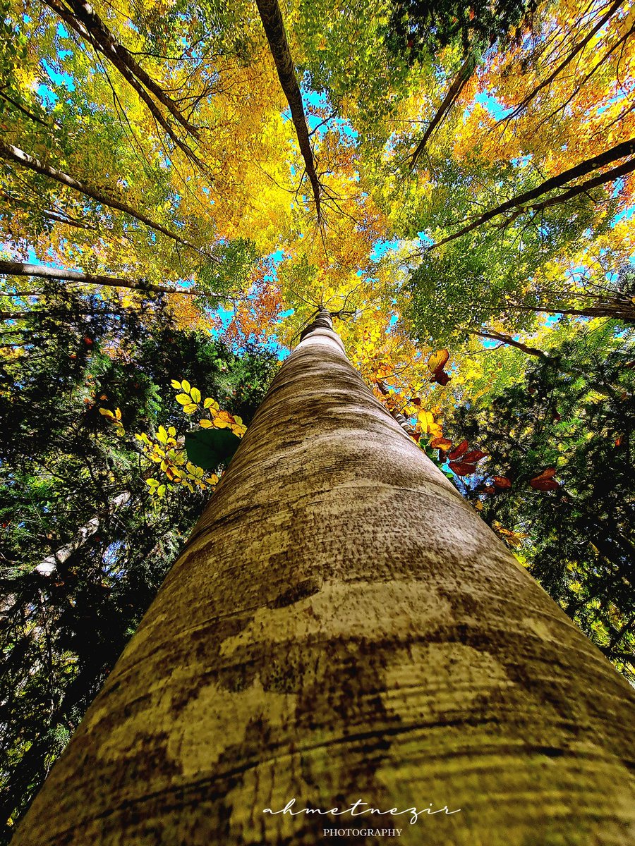 Doğanyurt_Kastamonu_2022 #Sonbahar 
#kastamonu 
#doga 
#Autumn 
#hazan 
#NaturePhotography 
#nature 
#leaves