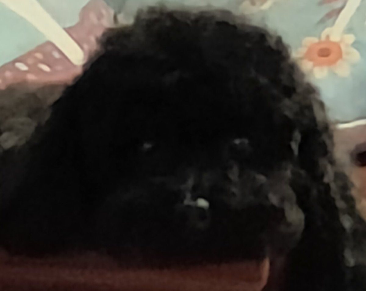 zzaiwzz's tweet photo. 好想我家小狗🐶谁懂！巨巨巨想它粘人超乖小狗在怀里撒娇让摸摸头😭 #小狗 https://t.co/S3TrIuABWo
