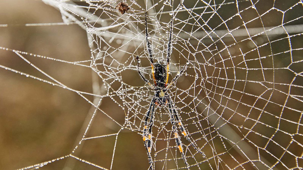 🕸️🎃🦇Happy Halloween!🕸️🎃🦇
