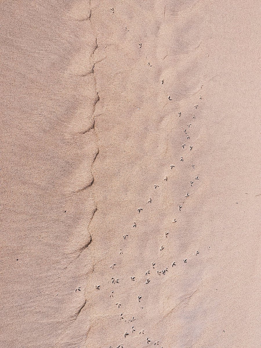 LEMARCHANDMart2's tweet image. "The Seagull is a burst of laughter, dressed in white, that mocks gravity"
Sylvain TESSON
Ecrivain voyageur français
**********
"La mouette est un éclat de rire, habillé de blanc, qui se moque de la gravité."

#patternsinthesand #sandscape #sandpatterns #landscapephotography