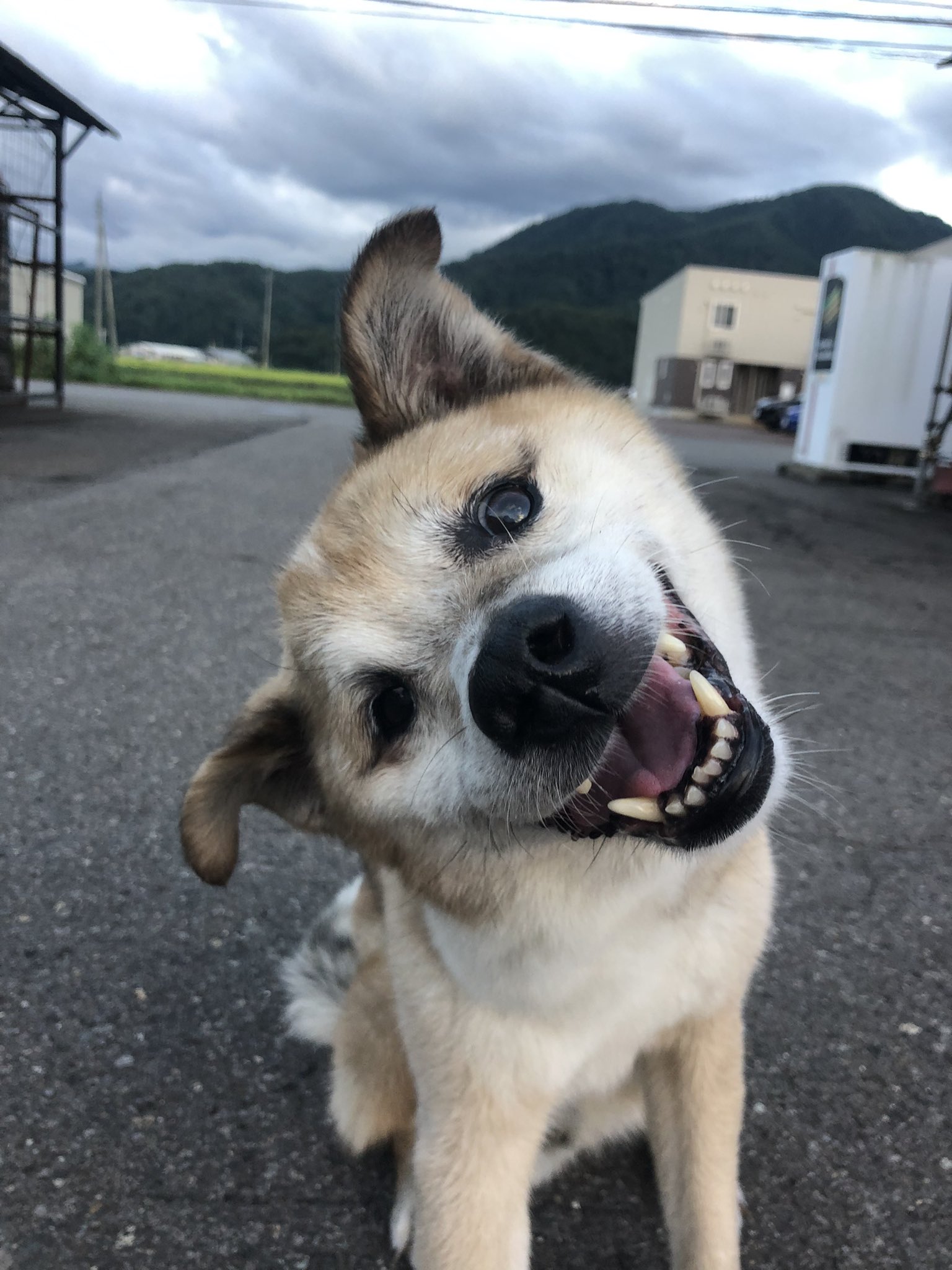 おじいちゃん犬 13elk5vy3n8nrid Twitter
