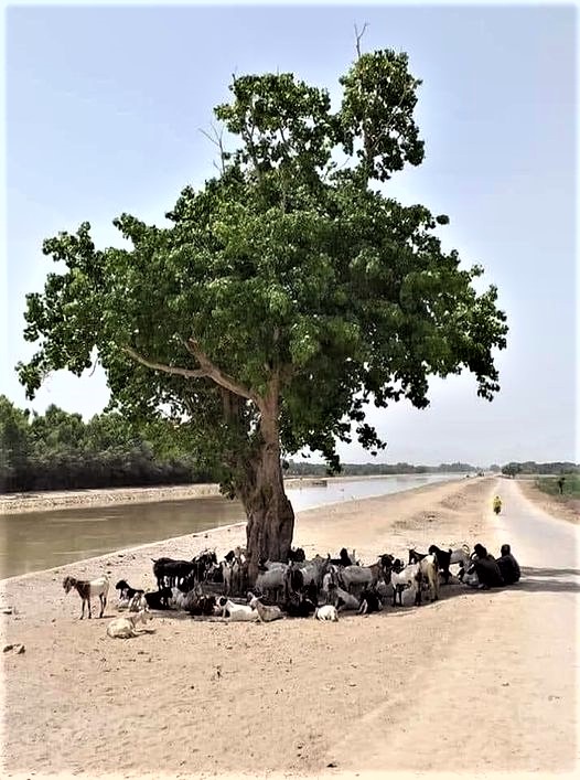 When the sun is burning, people and animals are happy to find a place in the shade of a tree. We need more of these natural shade providers to lower the temperatures. We need more trees. 💚🌱🌳🌲💚