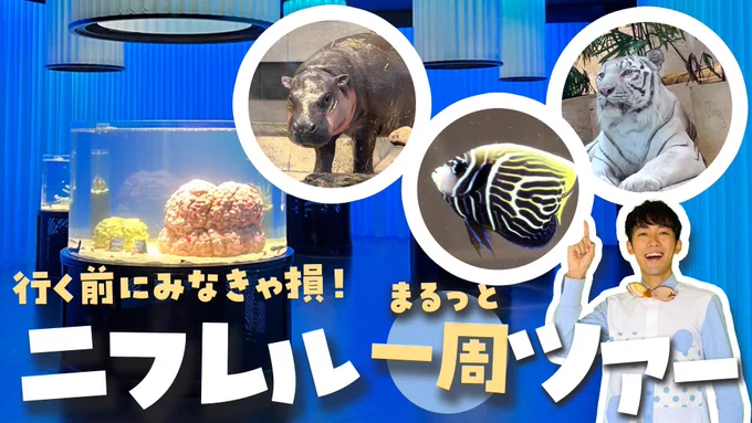 水族館ファン必見月一の全国水族館ツアー #かわちゃんねる今回は #ニフレル 大特集ですミニカバにテッポウウオそしてWoW…ワオキツネザルも開館前にお邪魔して、見所と生き物をたーーっぷり案内ツアーしてます 