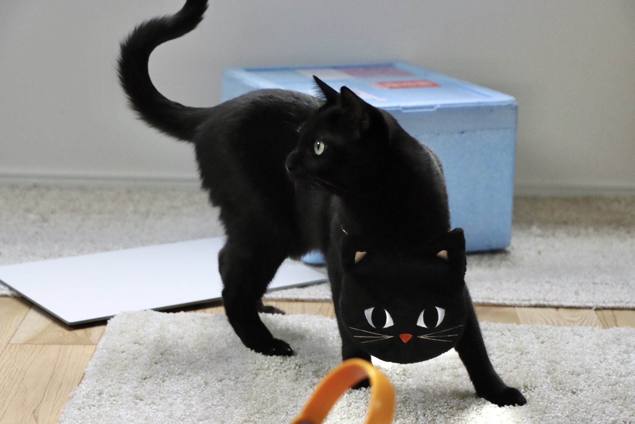 黒猫 - Twitter Search / Twitter