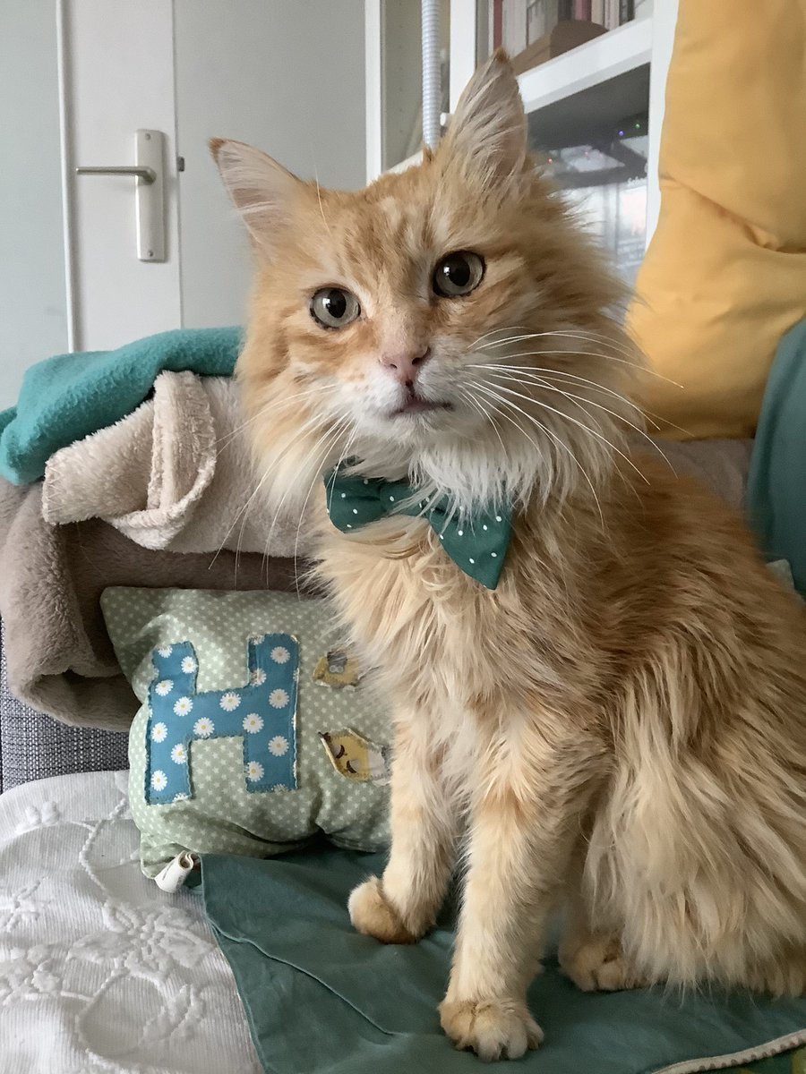 DoodooEtBoy's tweet image. Les Zamis, ce matin notre cœur est lourd de chagrin : notre chami @Schatzzz2 vient de partir rojoindre les étoiles 🐶💔
Pour lui dire à quel point il va nous monquer et surtout pour soutenir et témoigner tout notre amour à son nhumaine, mettons tous un 🧡 dans nos noms 🐶🙏🧡💫