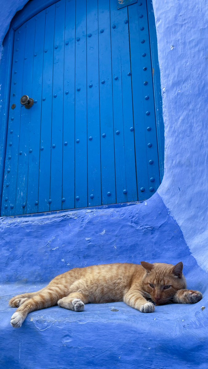 argentinos_el's tweet photo. #CHEFCHOUEN 💙
#Marruecos 🇲🇦
#Ciudadazul
#Perlaazul
🎥Se vienen uno de los contenidos audiovisuales más lindos que he tenido la posibilidad de grabar➡️ https://t.co/Xtgvhu9pdN https://t.co/PlEXsMq8vZ