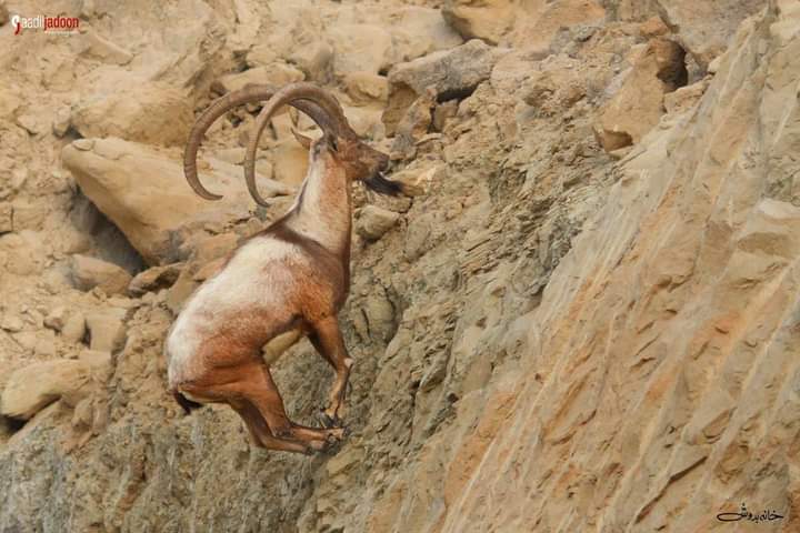 khaleelJ123's tweet photo. I request @HamidMirPAK @Xadeejournalist @BhuttoZulfikar @OfficialCMSindh @AlJazeeraWorld @BBCUrdu @SkyNews @WorldWildlifeF @elonmusk @AsadAToor @Roohan_Ahmed to raise voice for Sindh Ibex. Govt of Sindh announced Hunting of Sindh Ibex who is on the extinct. https://t.co/j0K49Tvgnc